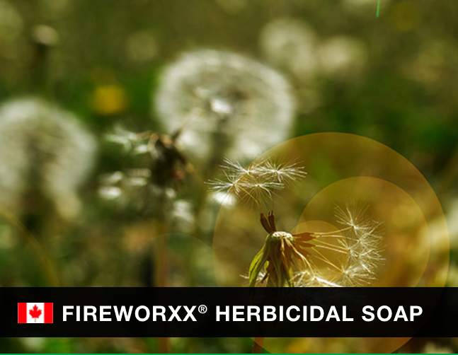 05 HERB:FIREWORXX
